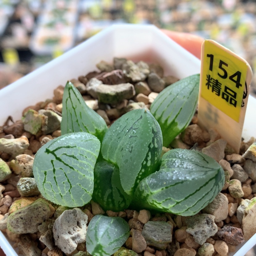 【闪购商品】154虞美人