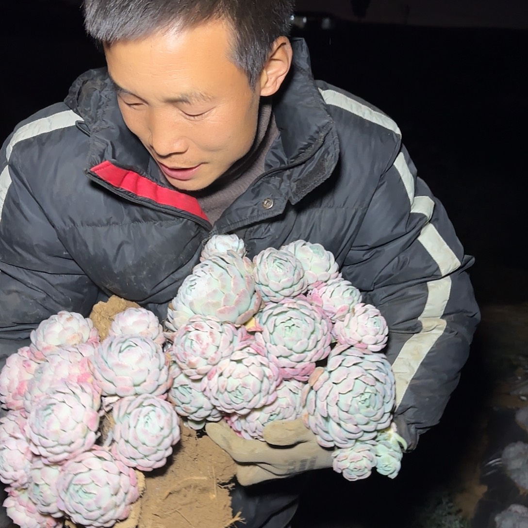 地栽贝瑞多肉2棵多肉