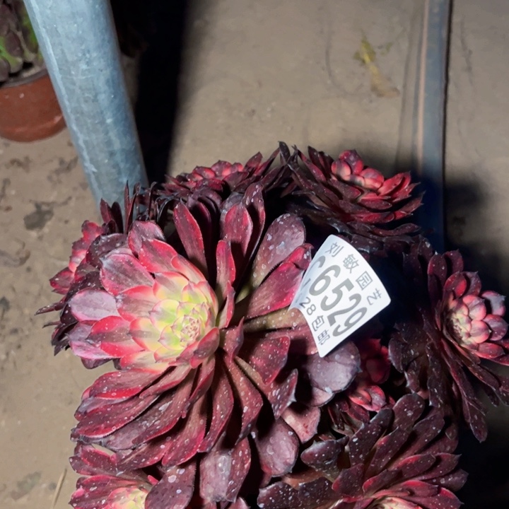 6529多肉植物法师法师