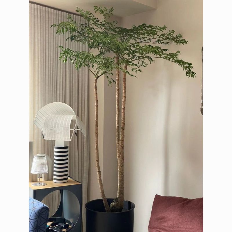 幌伞枫原生老桩大幸福树大型盆栽室内客厅绿植办公室植物庭院盆景