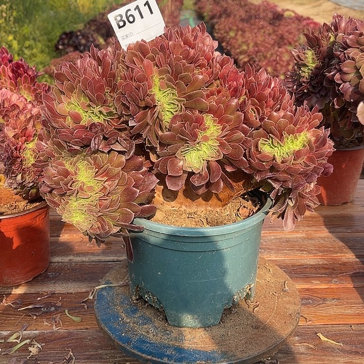 611玫瑰缀包邮法师