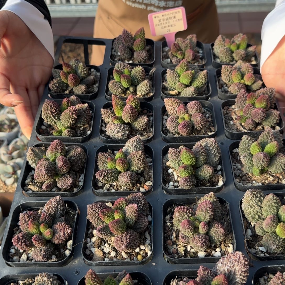 单颗朱紫玉量拍链接