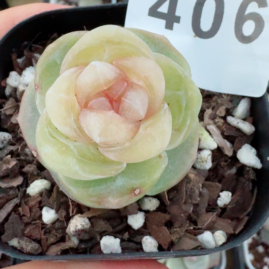 桃贝贝         精品多肉