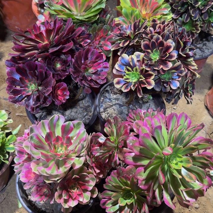 欧嘉莉➕粉女巫➕美杜莎➕祝融19.9