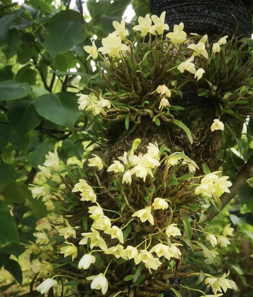 已成活的雁荡山石斛兰苗鲜条木桩盆栽绿植花卉