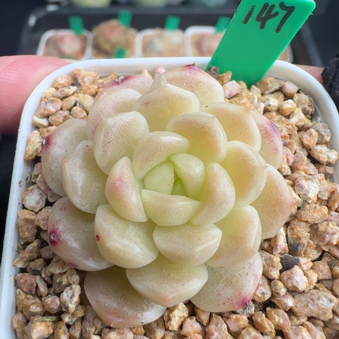 多肉147   糖心   5厘米盆