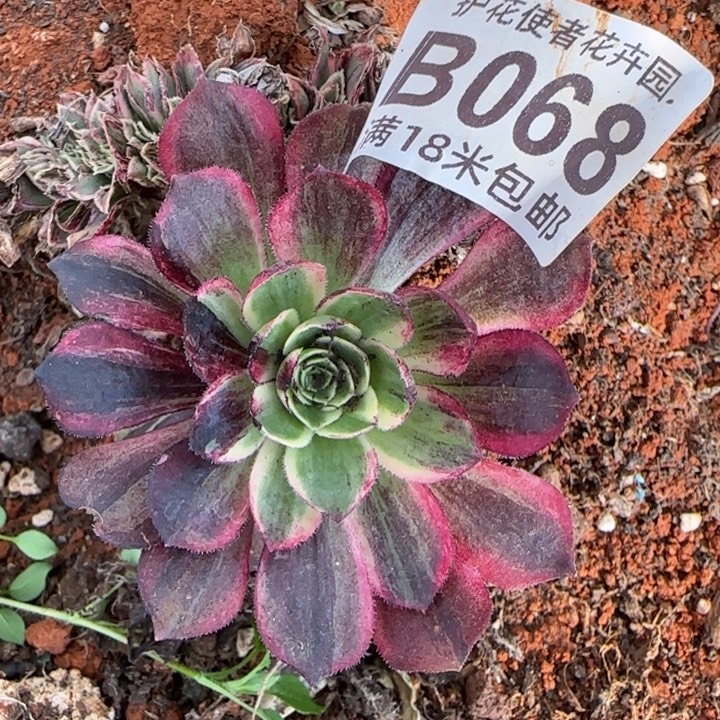 多肉法师伯爵朵朵