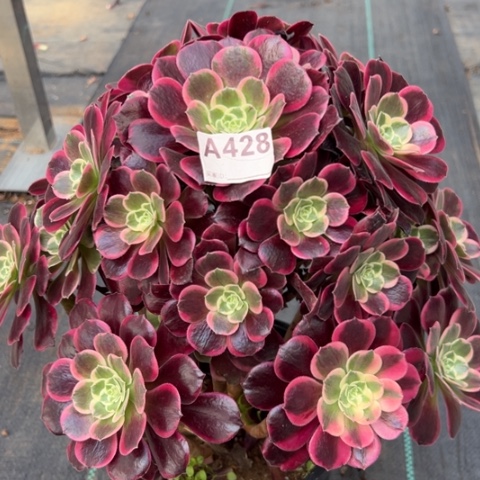 428金丝雀32厘米左右