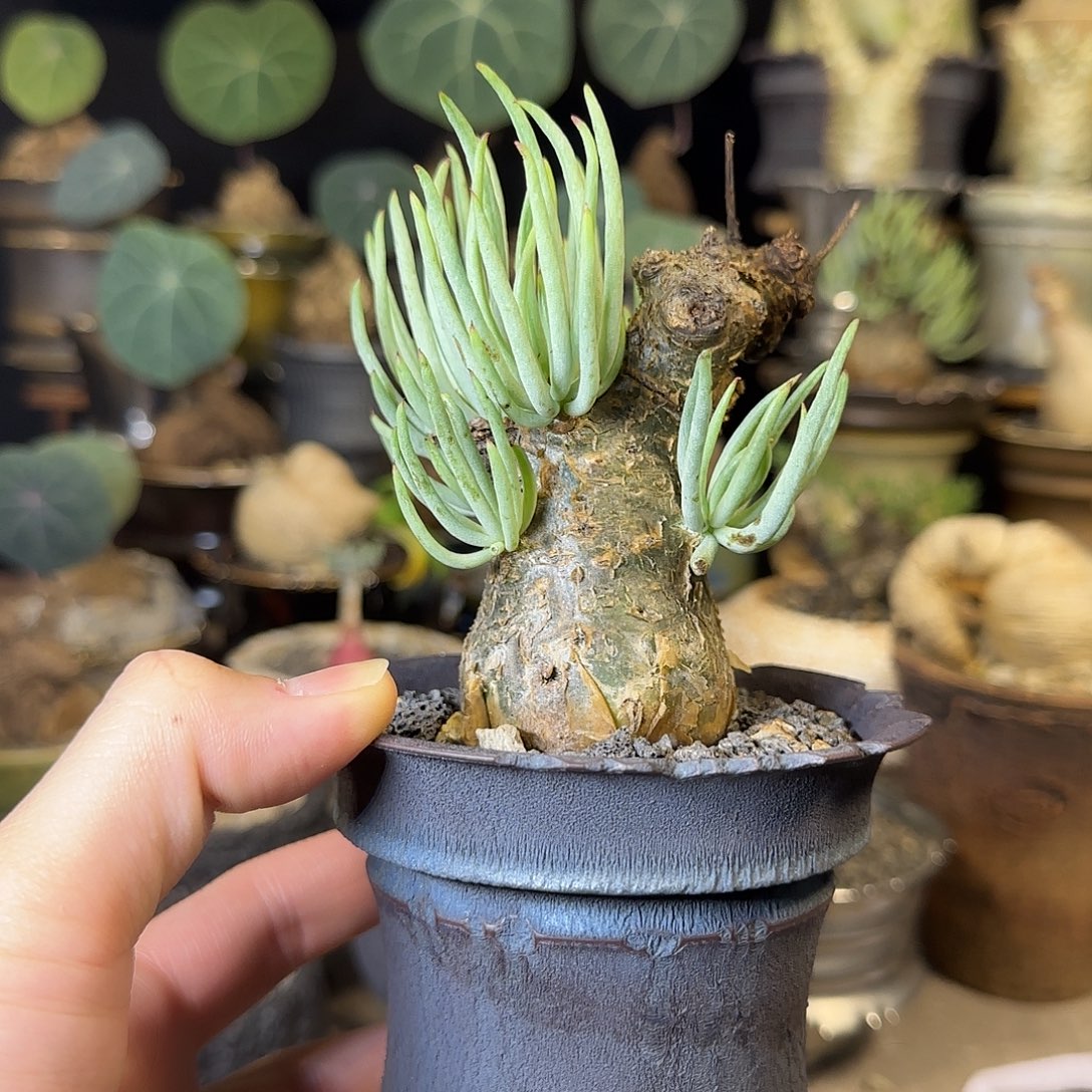 一物一拍白象奇峰锦390