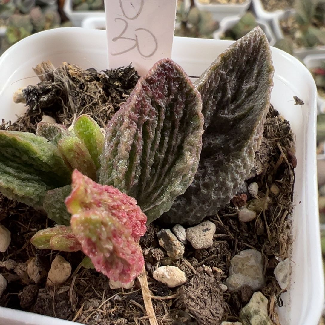 大叶型竖条纹实生新品大苗