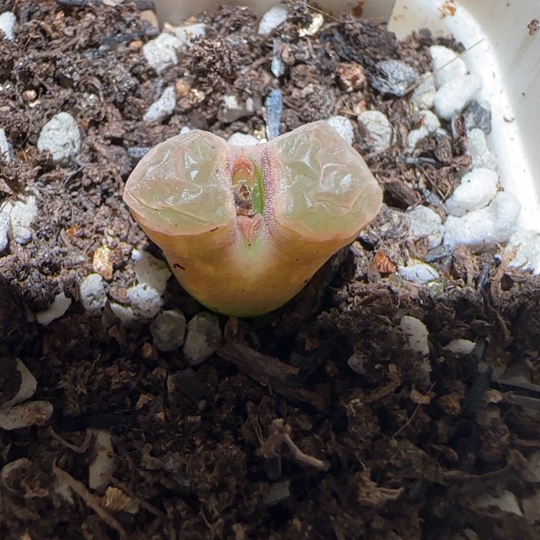 肉锥多肉植物百科-磁铁1285