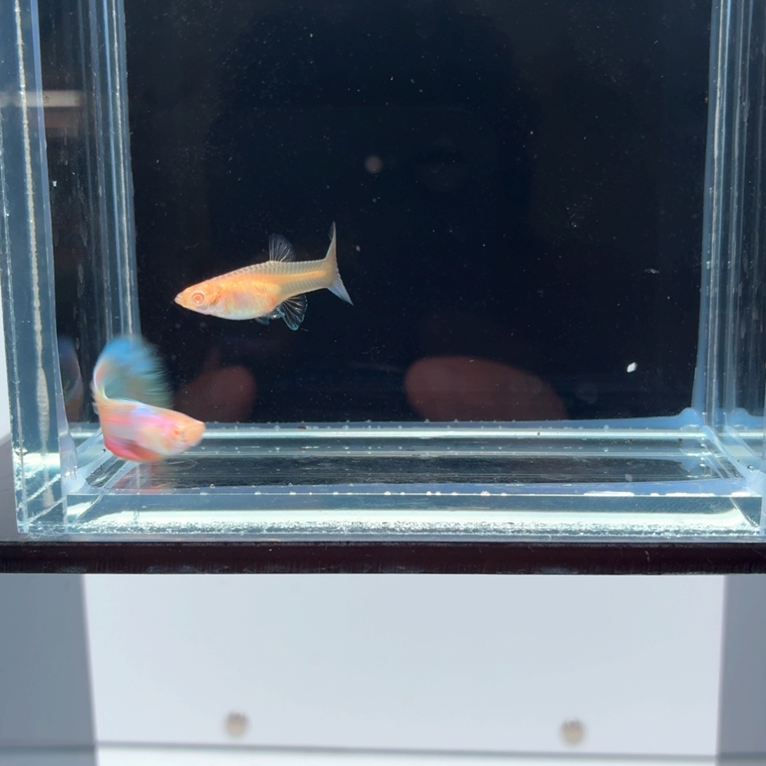 孔雀鱼极光幻彩一对（28）