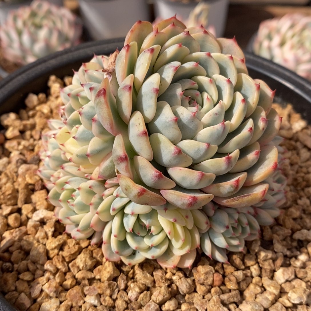 姬莲锦多肉植物1号