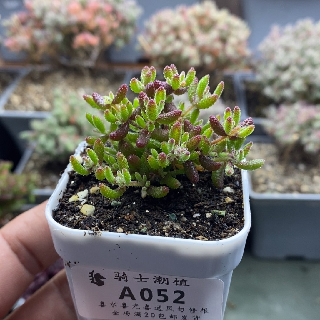 052红麒麟枝干番杏