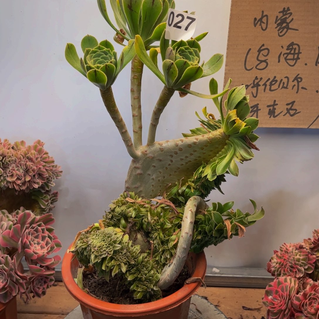 多肉植物原始绿缀027，有干巴