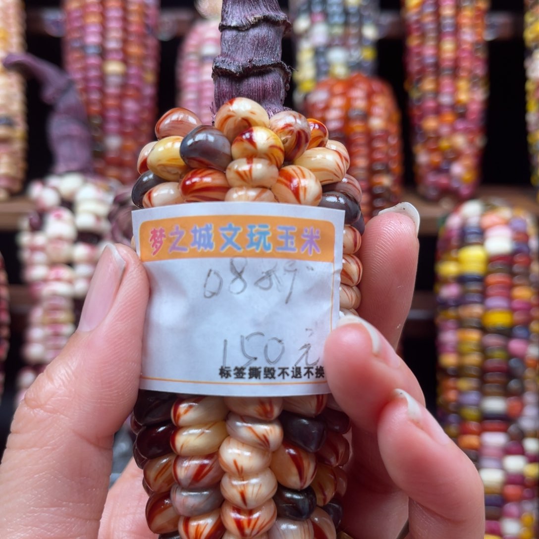 大叶紫檀（黑酸枝木类）林**画