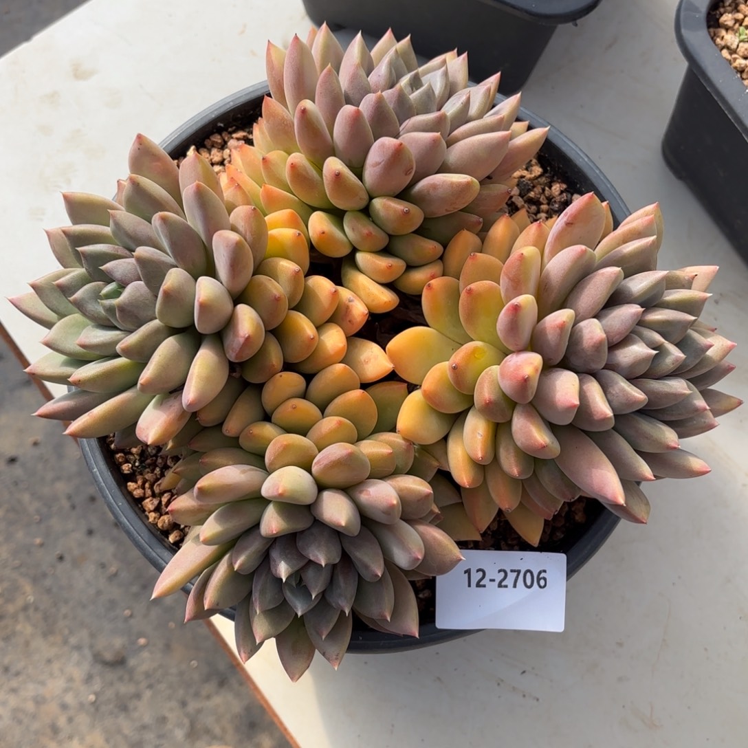 2706红象牙多肉植物