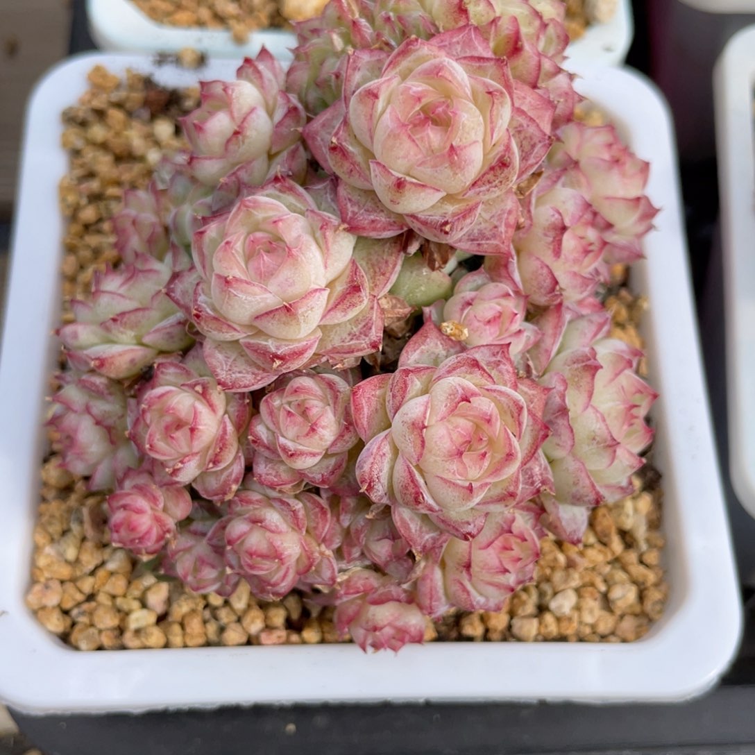 优选女王多肉福利1010