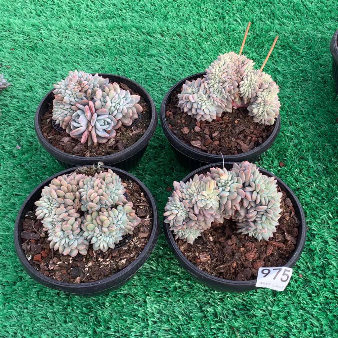 云***云975橙子缀多肉植物组合