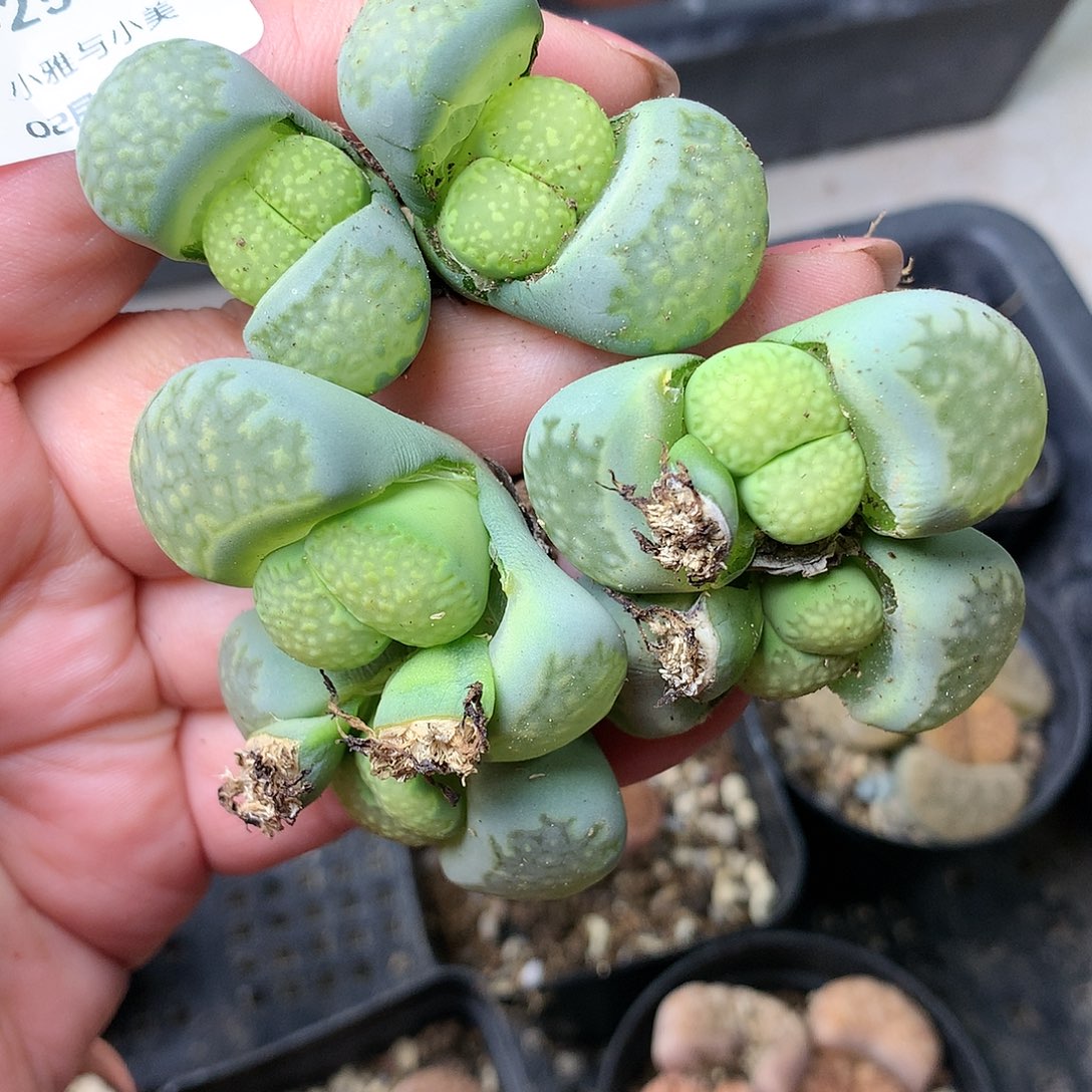 D252多肉植物保护研究所