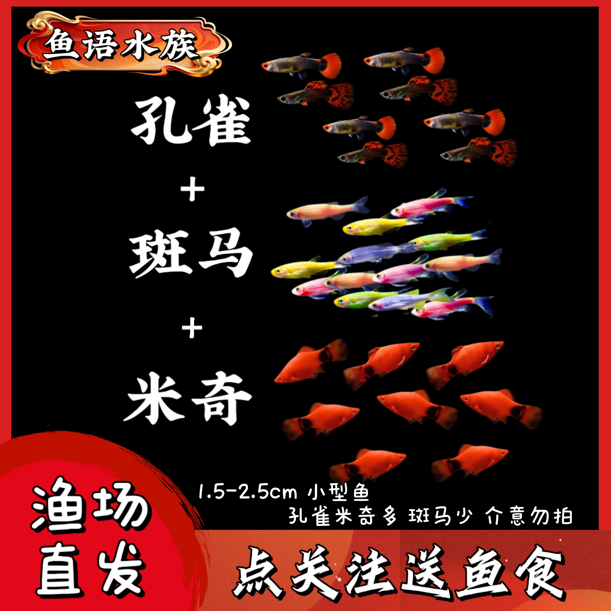 孔雀鱼+斑马+米奇组合观赏鱼混养热带淡水小型鱼好养耐活凤尾小鱼