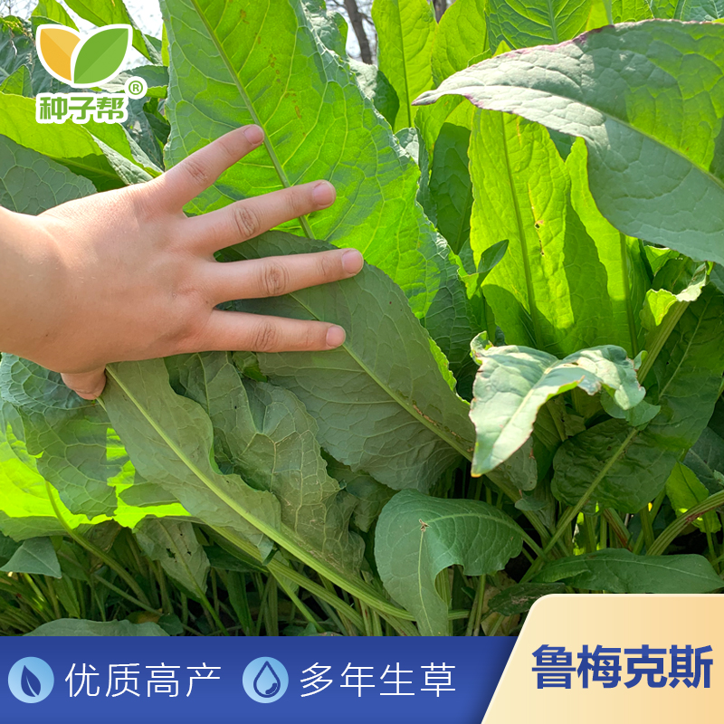 食叶草母本鲁梅克斯种子春秋播种优质高产高蛋白阔叶菜喂猪鸡鸭鹅