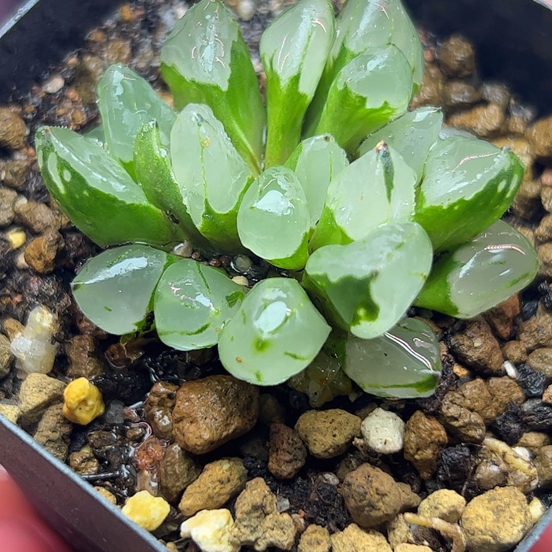 圣诞蜡烛十二卷多肉植物