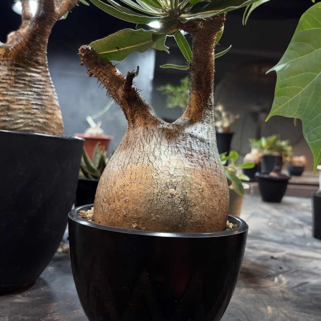 象牙宫10.9公分 26669699