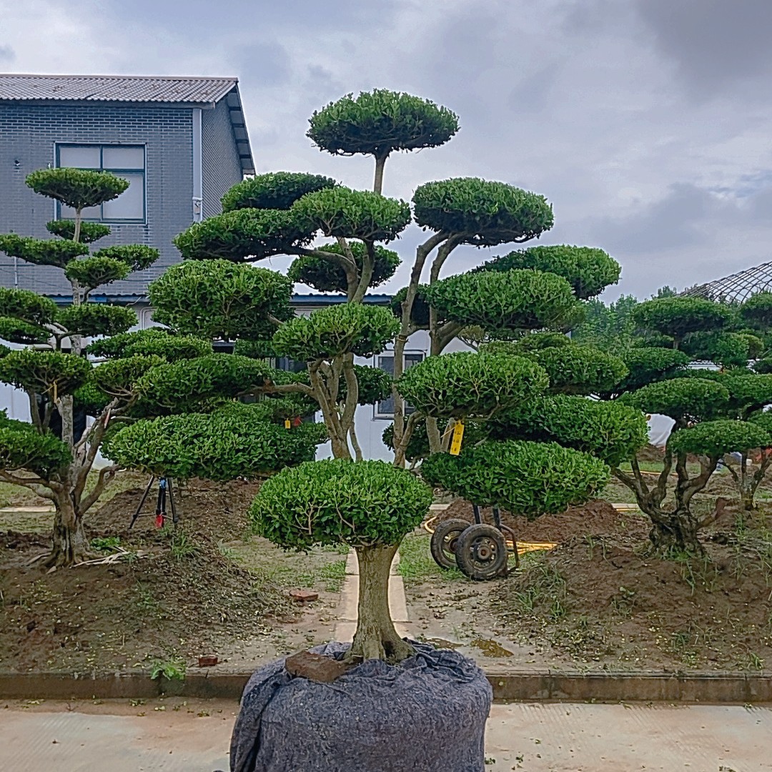 小叶黄杨造型庭院景观树四季常青