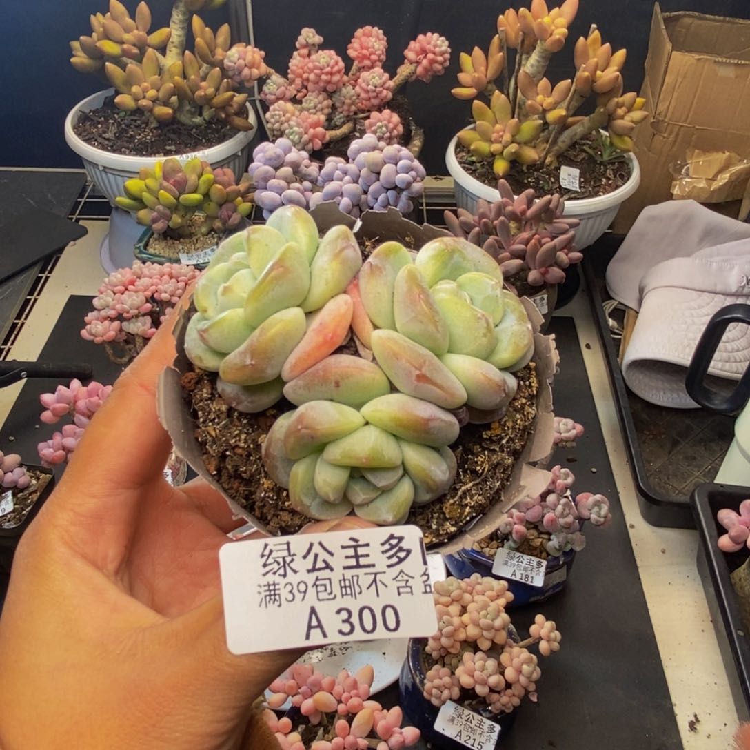 300冰玉多肉不包整