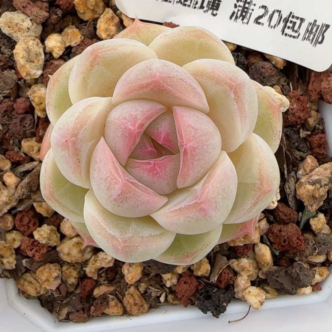 花语逸镜0127-440