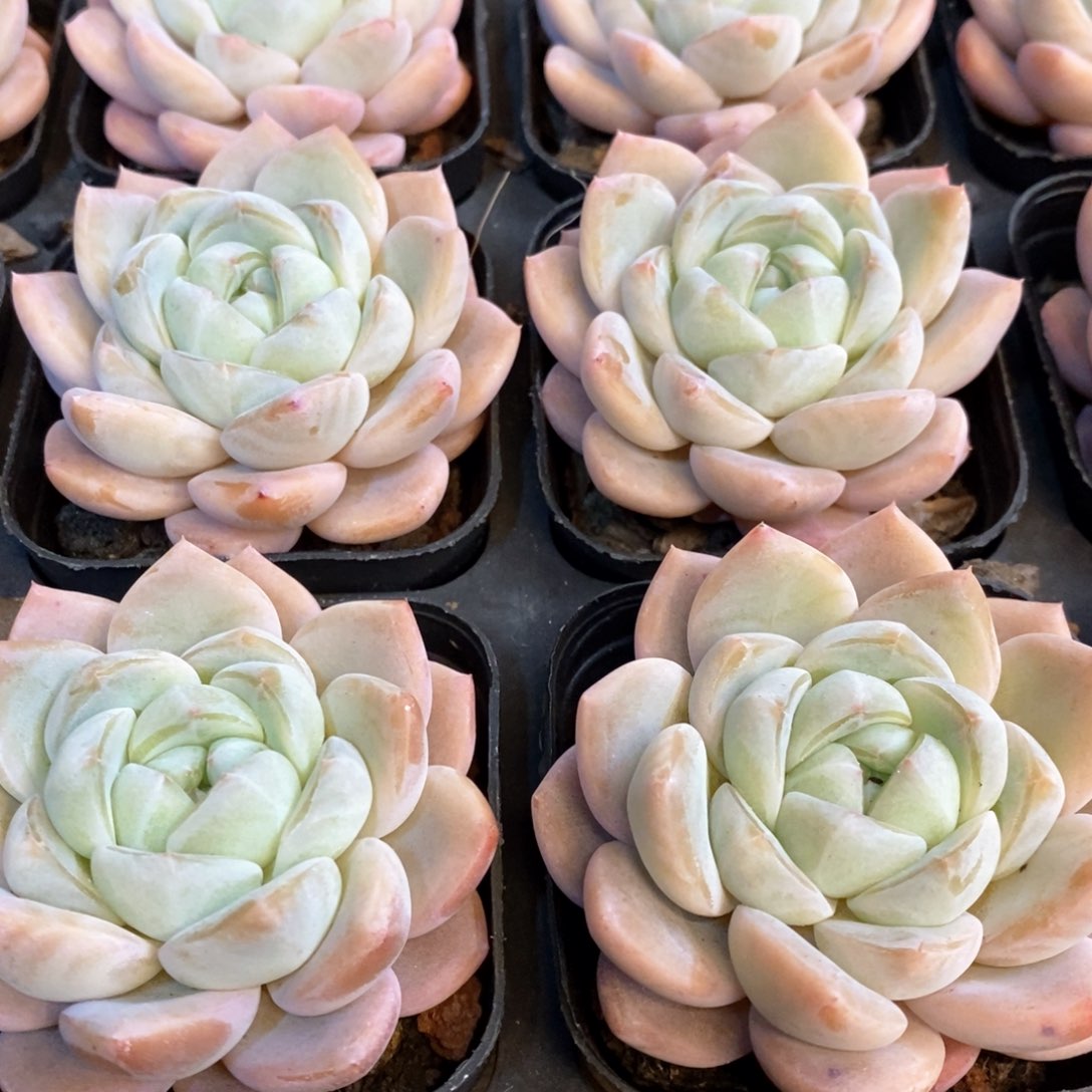 157。樱花之恋。单头。