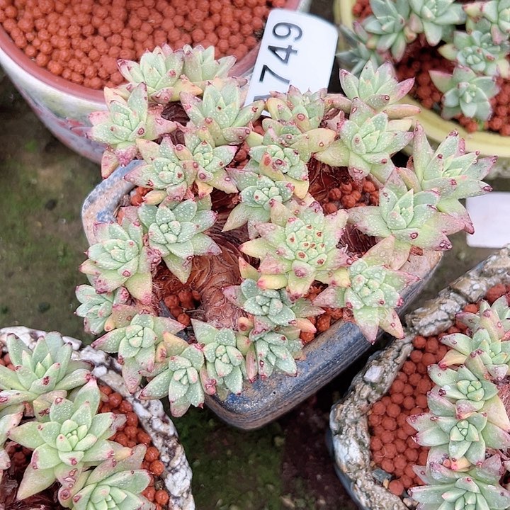 小鹿多肉一物一拍749