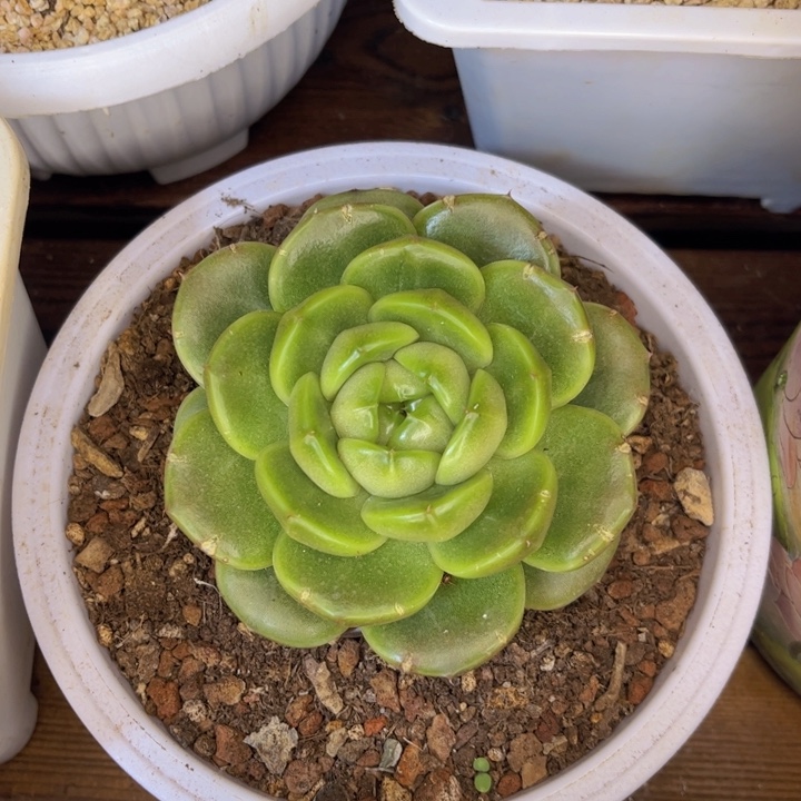 一物一拍，皮埃拉多肉。