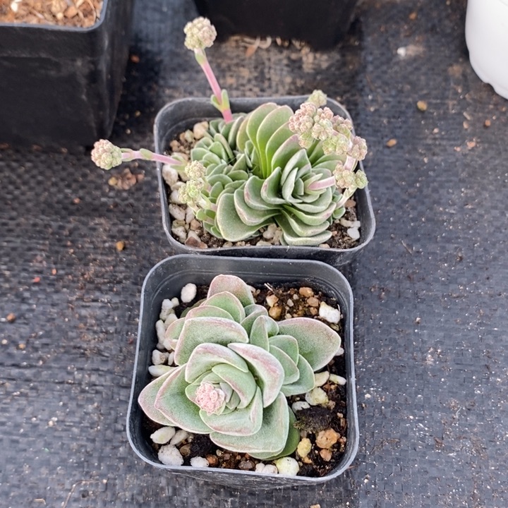 青锁龙属两颗包邮