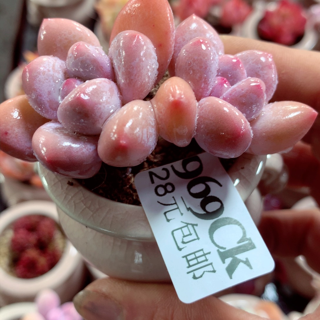 5厘米盆精控多肉969