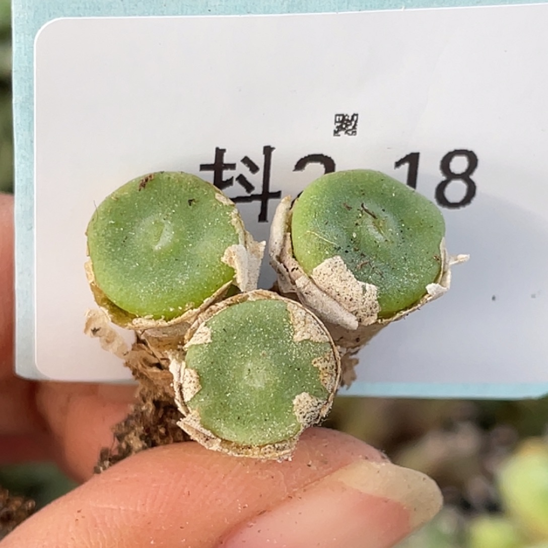 2-18毛钮扣多肉植物