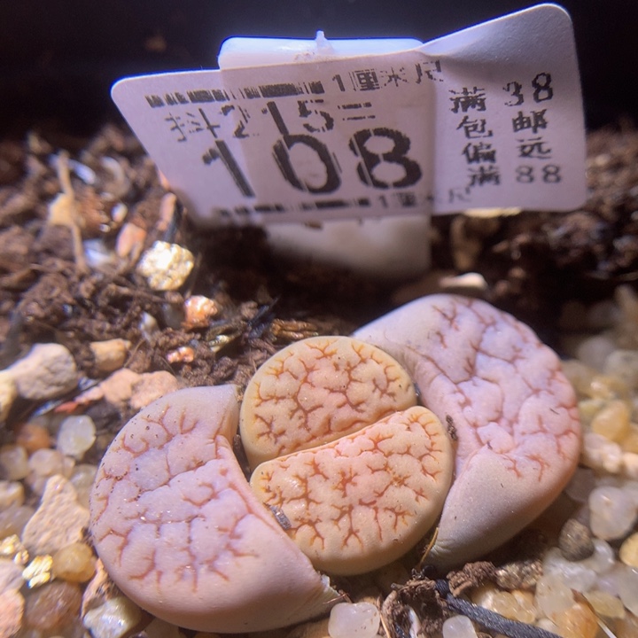 精品生石花215.108