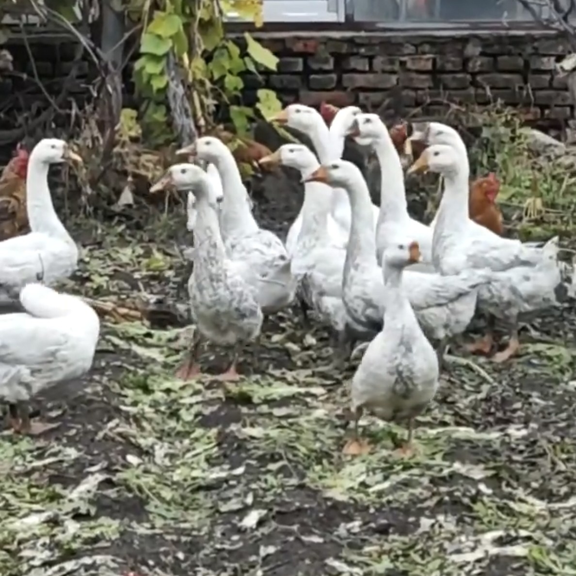 东北王二小散放大鹅纯粮食喂养，