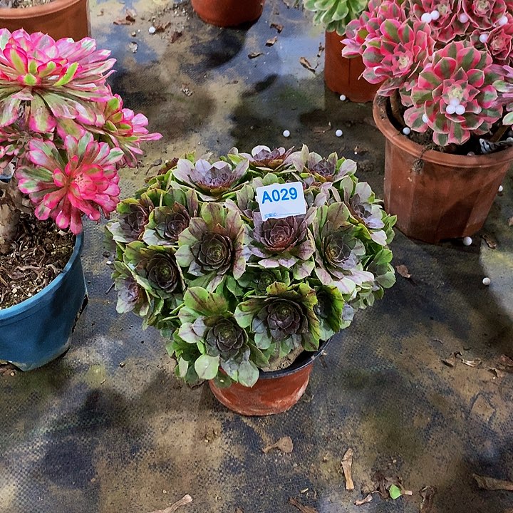 W*P多肉万拉丝029