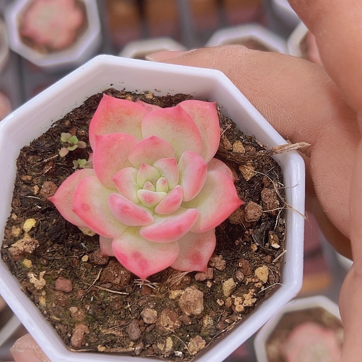 玛利亚精品多肉植物