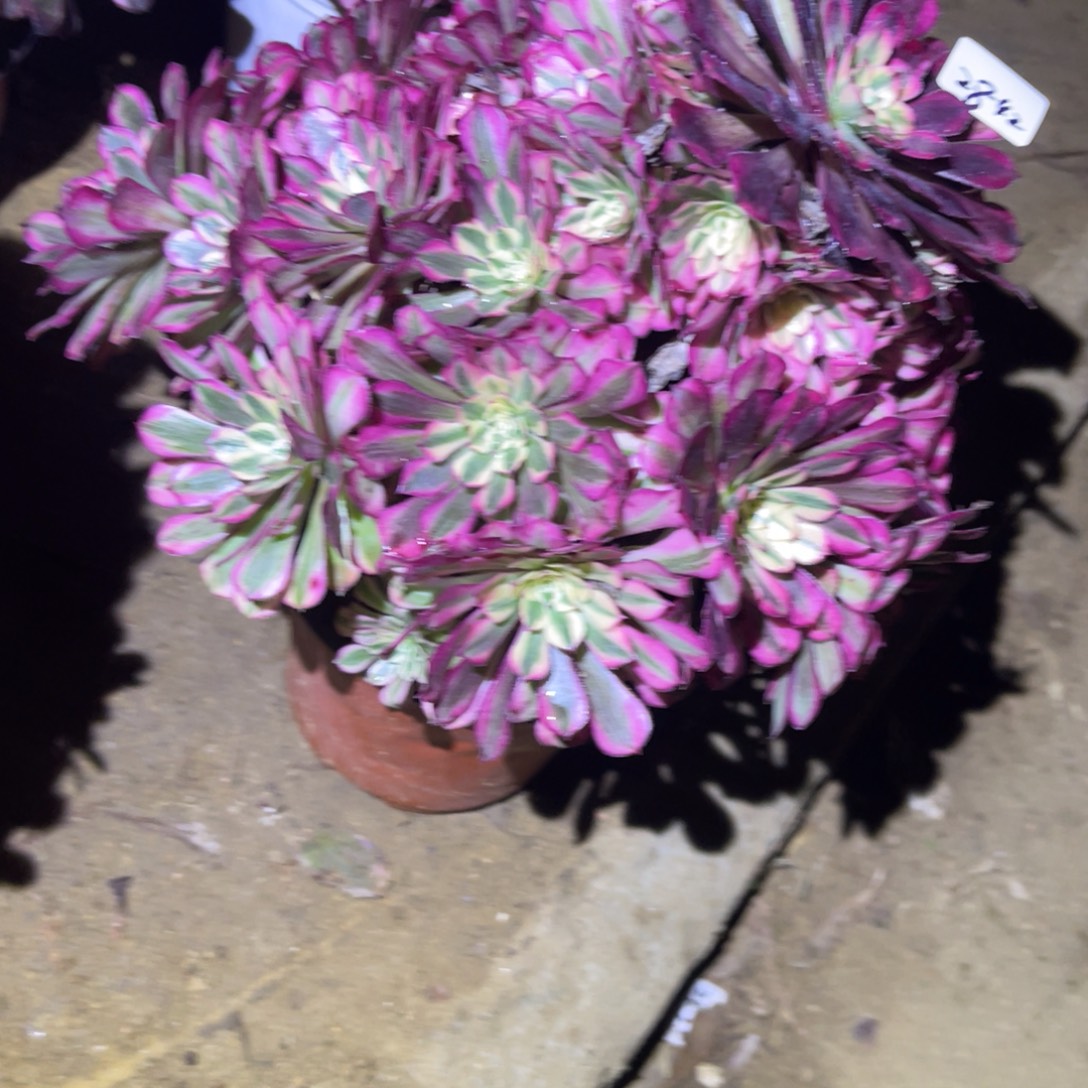 12-28-42红铜葫锦妖桩