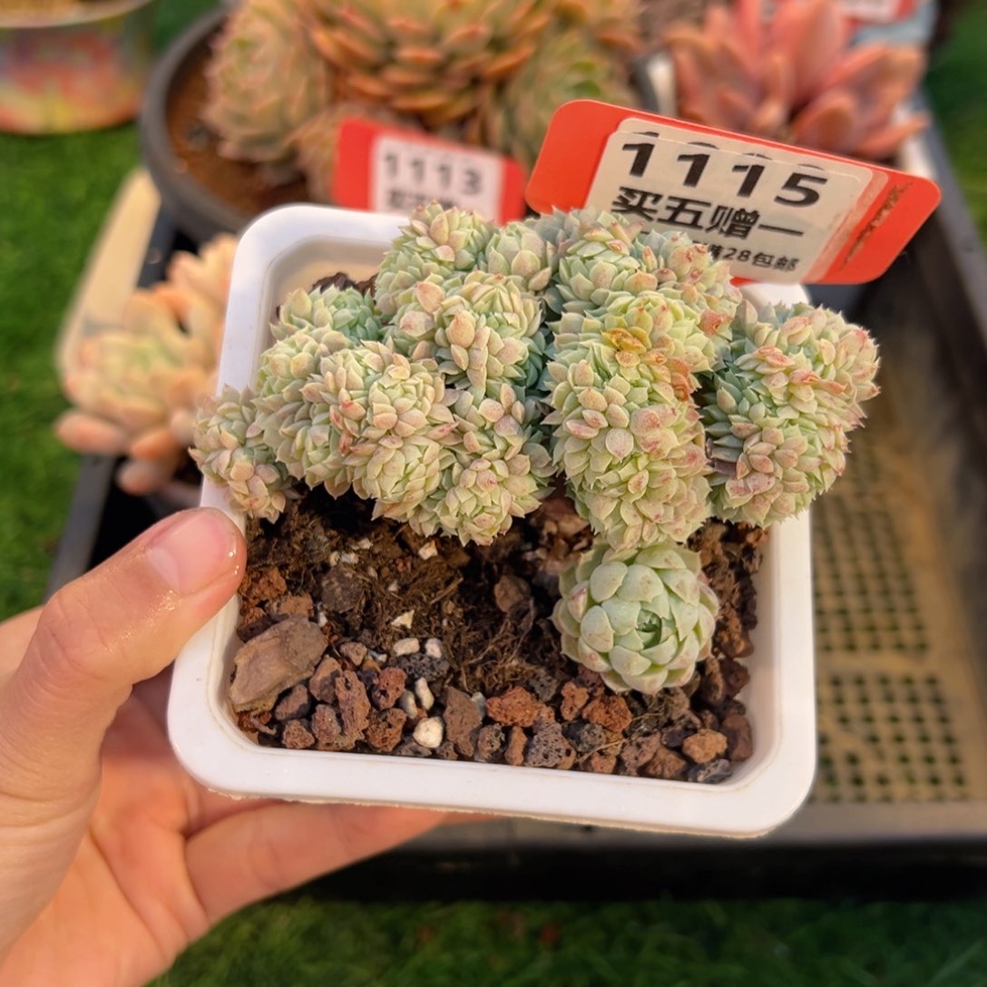 表妹精品多肉1115: