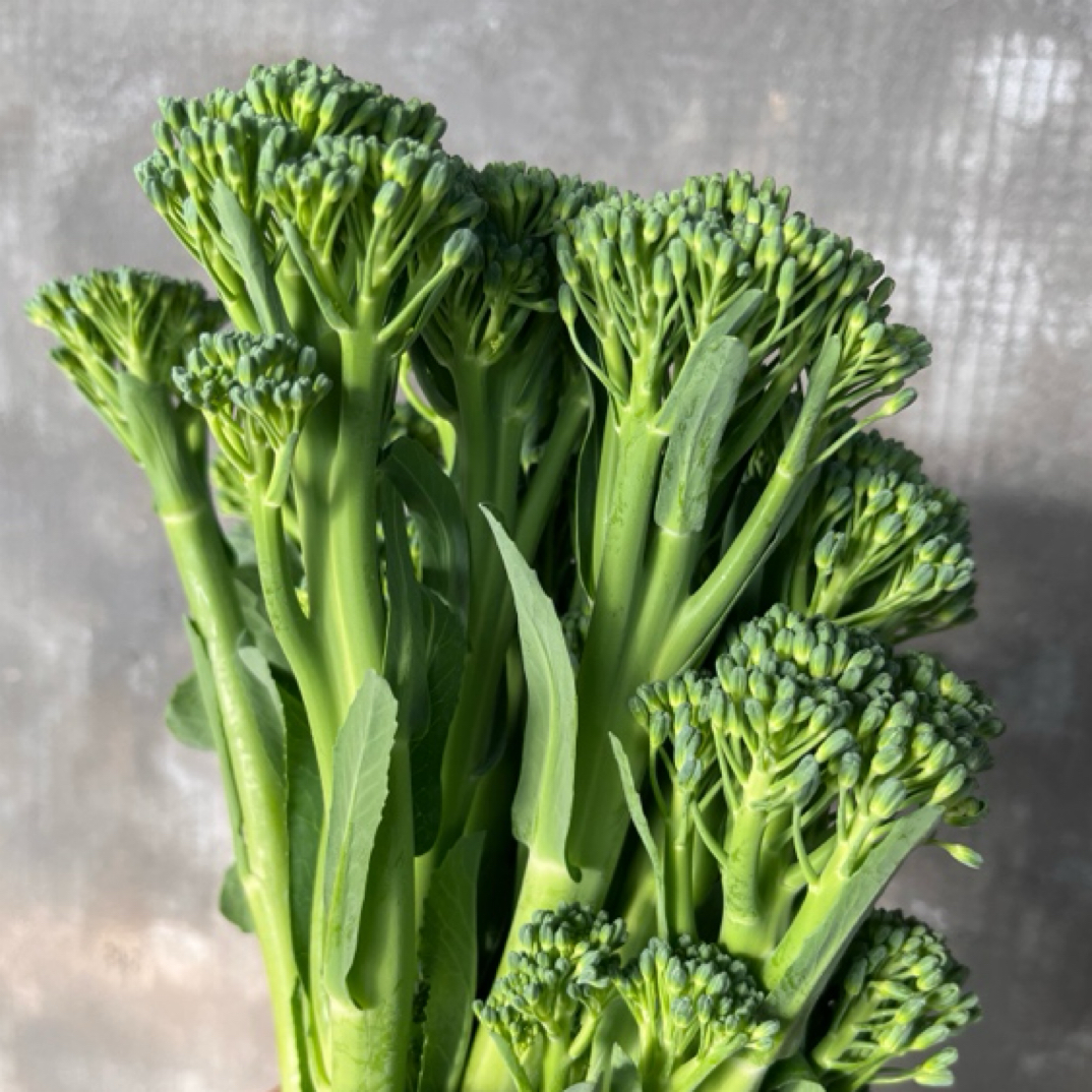 北京大兴新鲜脆嫩西兰苔当季蔬菜新鲜采摘