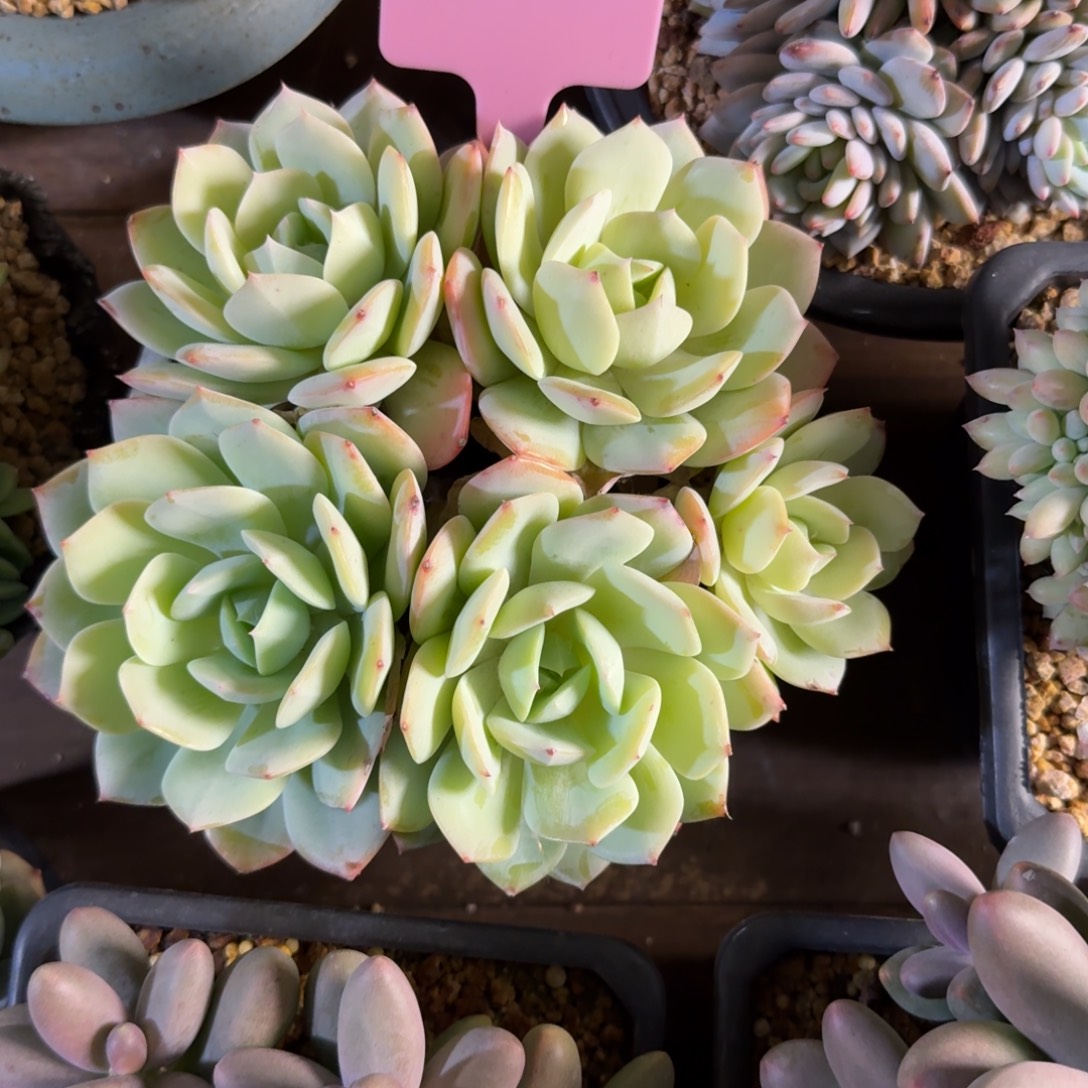 恋曲1111111111111111