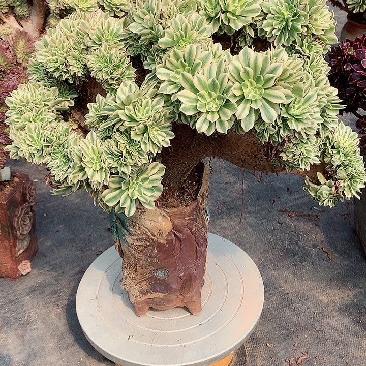 碧玉朵朵脱土发货啊