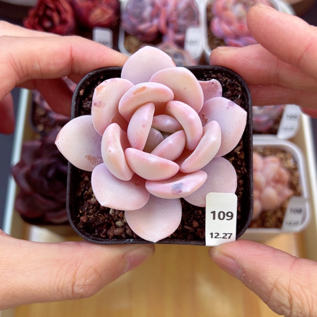 好好看109、哈哈哈哈