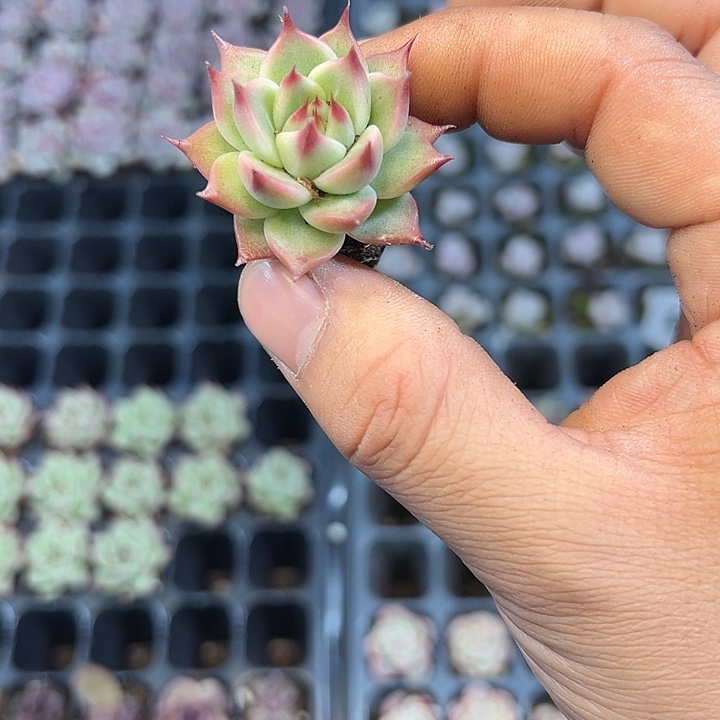 托斯卡内利 满10颗包邮