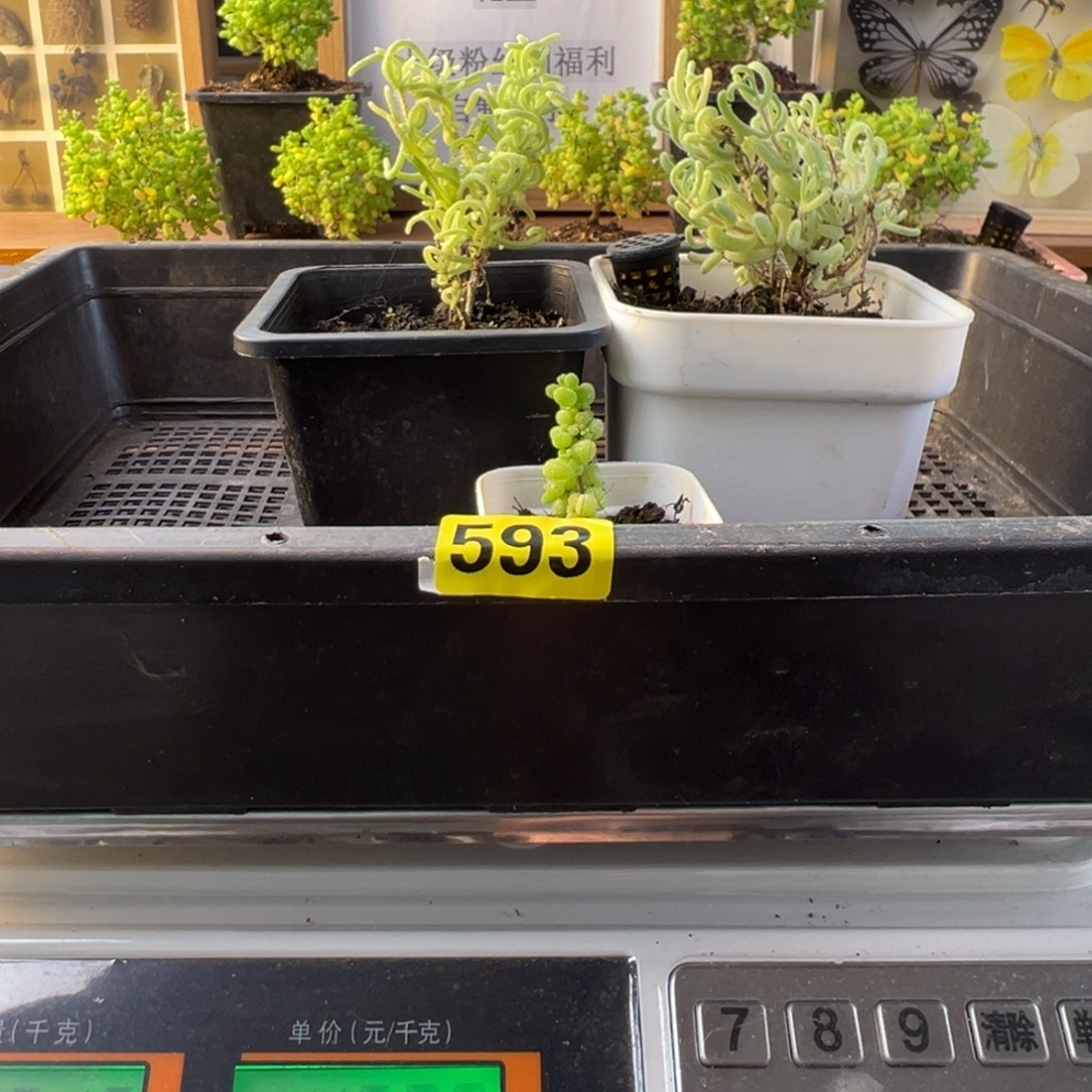 枝干番杏多肉植物593