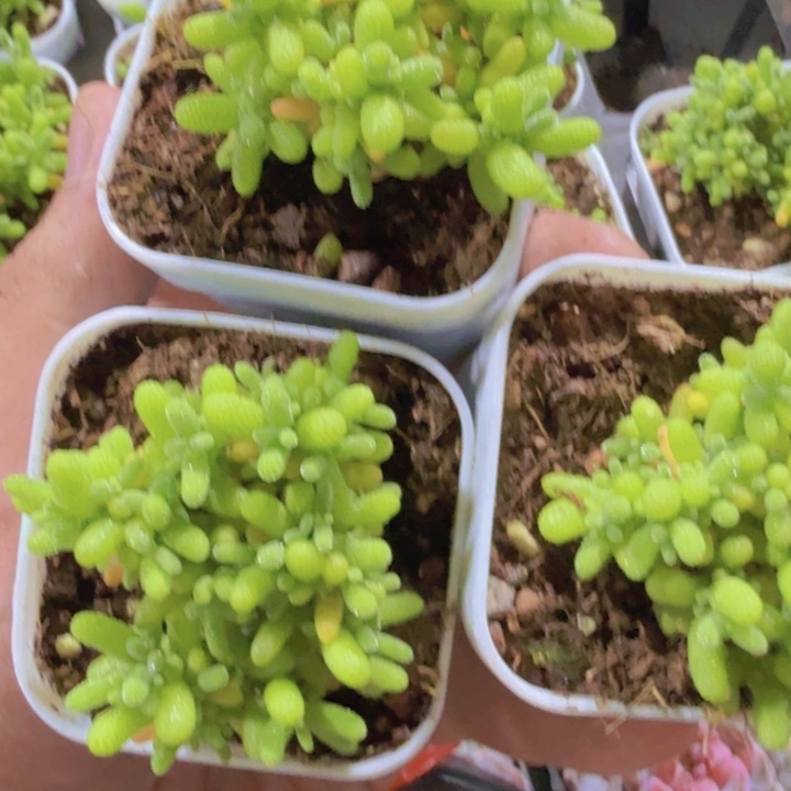 蜜橘糖球王炸一颗